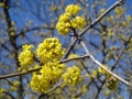 Yellow spring blossoms - European Cornel Royalty Free Stock Photo